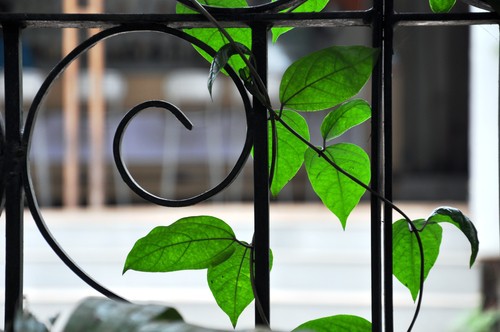 What Are Better - Wrought Iron or Aluminum Windows?